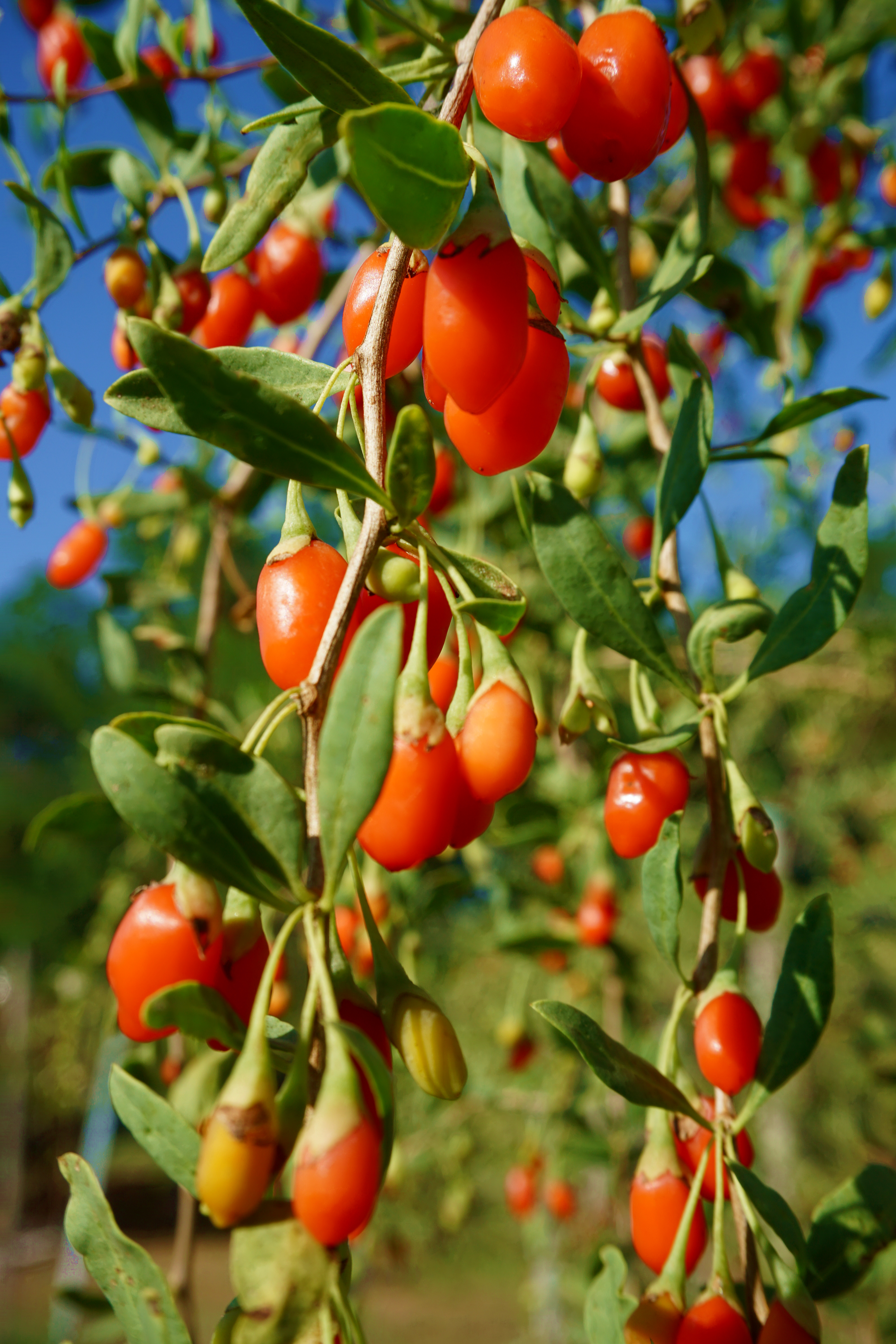 Pianta bacche rosse